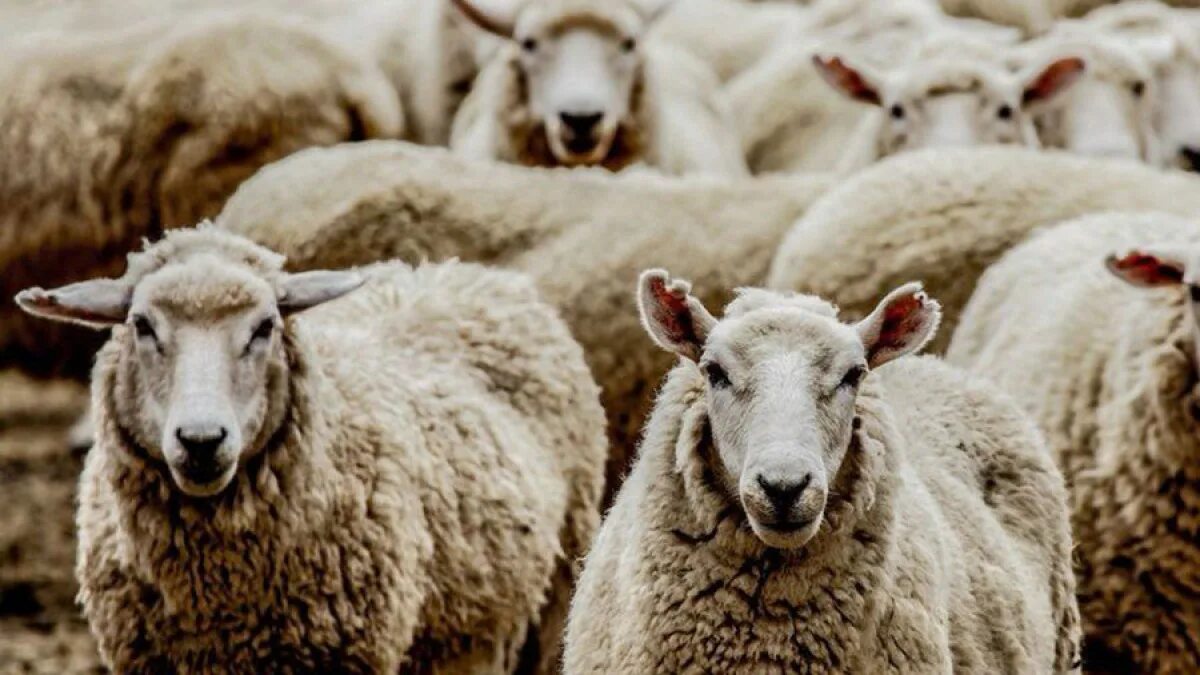 Новая зеландия овцеводство. Овца блеет. Отара овец. Овцеводство в восточной сибири. Меринос овцы.