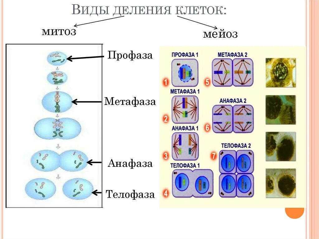 Деление родительской клетки. Типы деления клеток схема. Типы деления клеток митоз. Митоз и мейоз 5 класс биология. Схема деления клетки 8 класс биология.