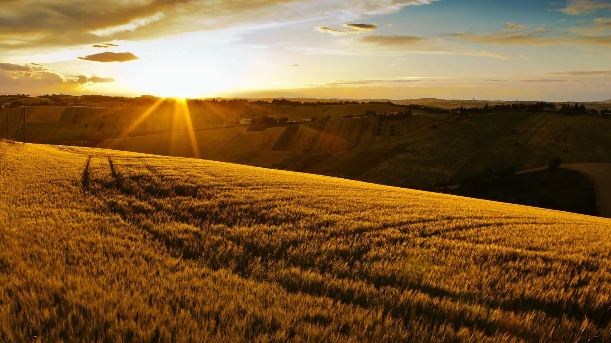 Main fields. Поля Острогожск рожь. Поле пшеницы. Фон поле. Красивое поле.