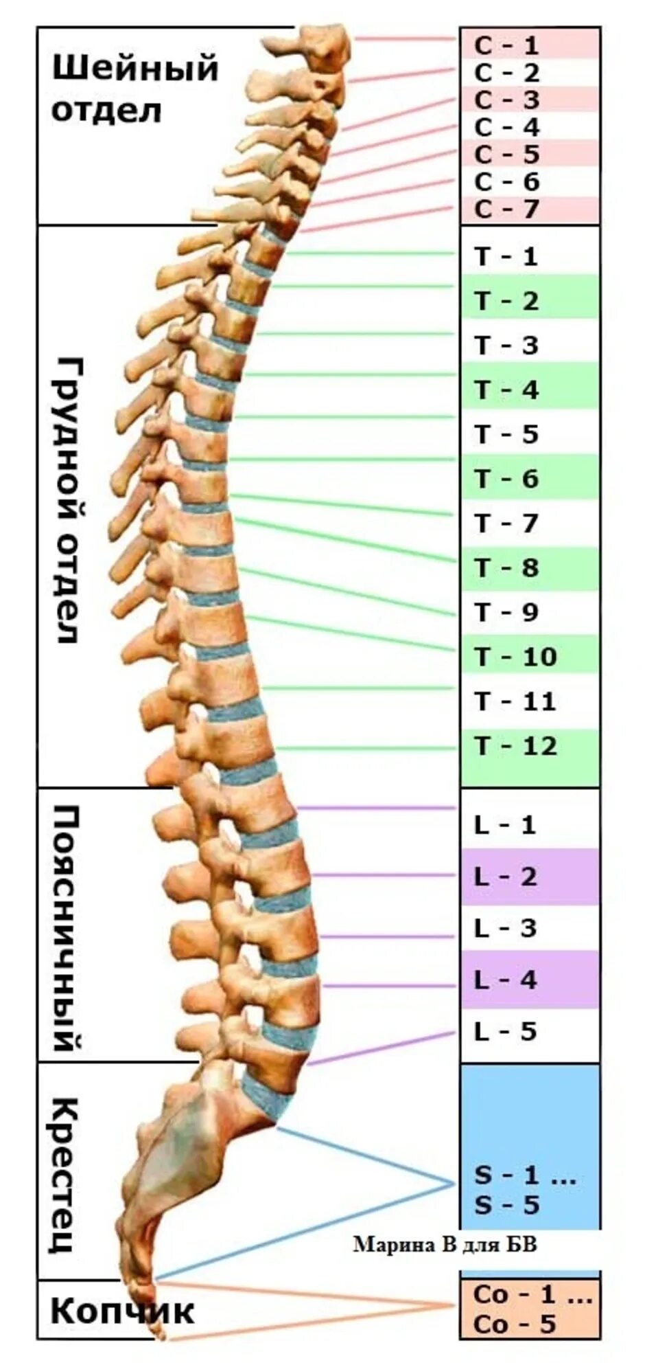 Позвоночник по отделам с номерами. Позвонки грудного отдела позвоночника т6 т7. Позвонок th7 грудного отдела позвоночника. Нумерация позвонков шейного отдела позвоночника. Схема пояснично-крестцового отдела позвоночника.