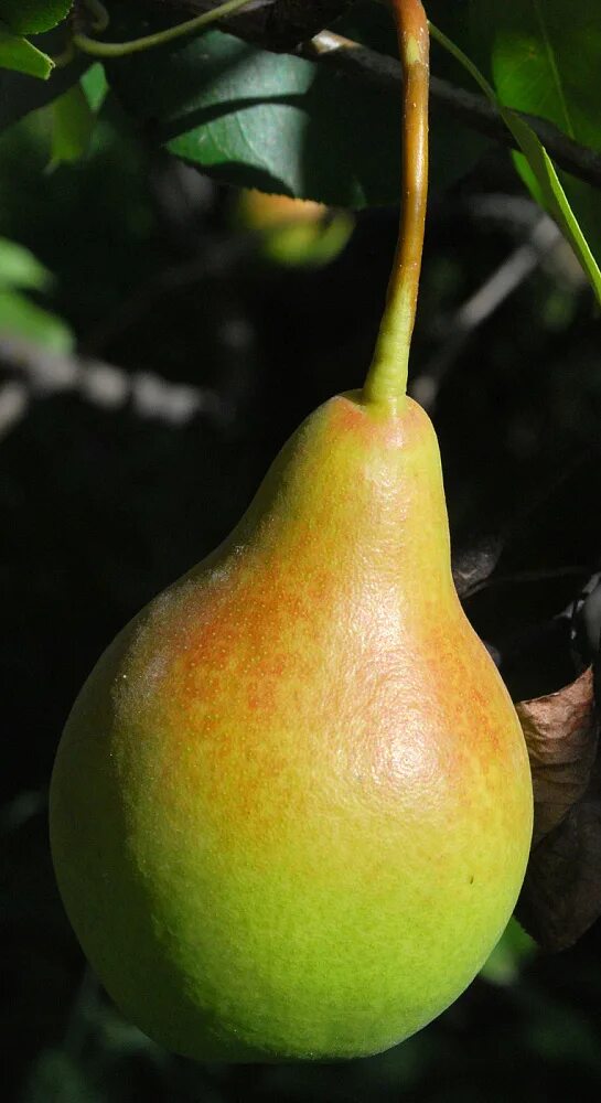 Груша феерия описание сорта отзывы. Груша обыкновенная (pyrus communis). груша обыкновенная (pyrus communis l.). груша &quot;чижовская&quot;, pyrus communis. груша лесная pyrus.