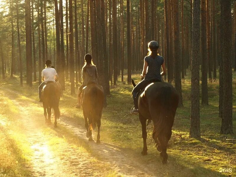 Девушки катаются на лошадях. Прогулка по лесу на лошадях. Прогулка на лошадях. Прогулка на лошади в лесу. Конные прогулки в лесу.