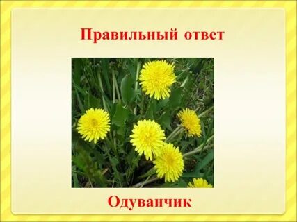 Ответ одуванчик