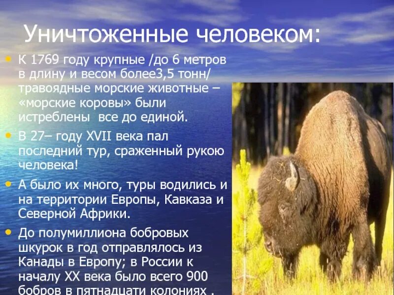 Вымершие животные по вине человека. Животные истребленные человеком список. Человек истребил. Животные истребленные человеком сообщение. Животные истребленные человеком сообщение.