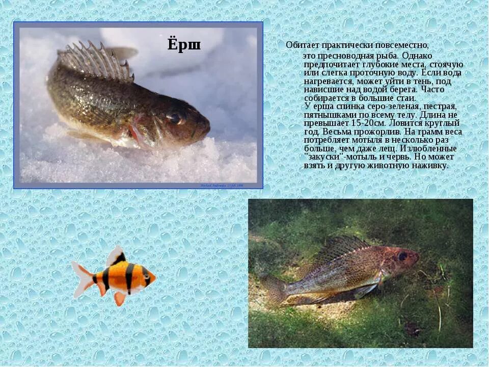 Обитатели пресных вод. Рыбы пресных водоемов. Обитатели пресных водоемов рыбы. Рыбы в пресной воде.