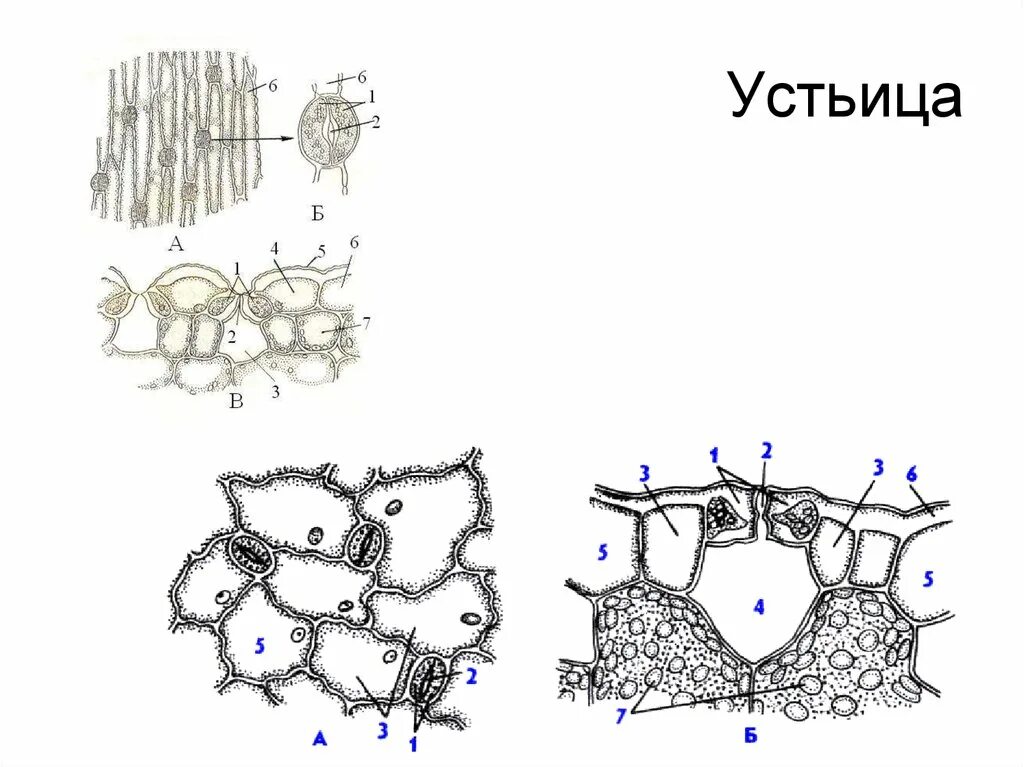 Устьице строение рисунок. Устьица ксерофитов. эпидерма листа алоэ. строение устьица. строение устьица без подписей.