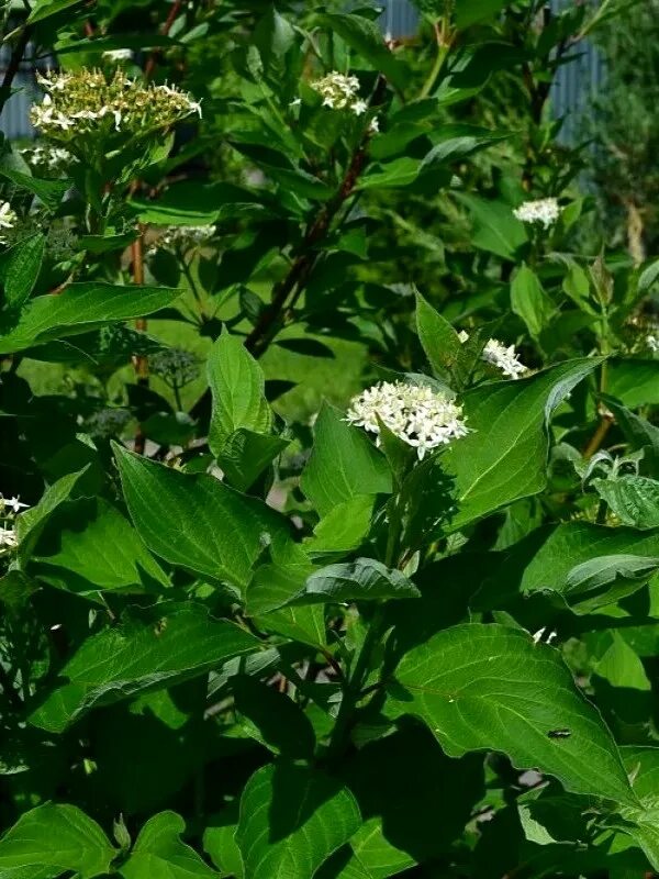 Дерен белый сибирский вариегата. Дерен белый cornus alba “aurea”. Дерен элегантиссима. Дерен сибирика. Дерен белый сибирика вариегата.