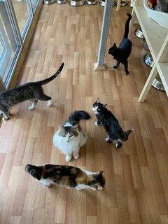 Котенок зеленоград