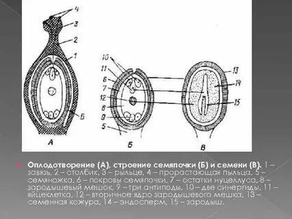 Яйцеклетка зародышевого мешка