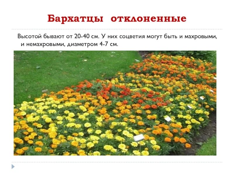На каком расстоянии сажают бархатцы в грунт. Схема посадки бархатцев. бархатцы отклоненные рассада. бархатцы соцветия. бархатцы отклоненные высота.