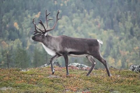 Внешний вид северного оленя
