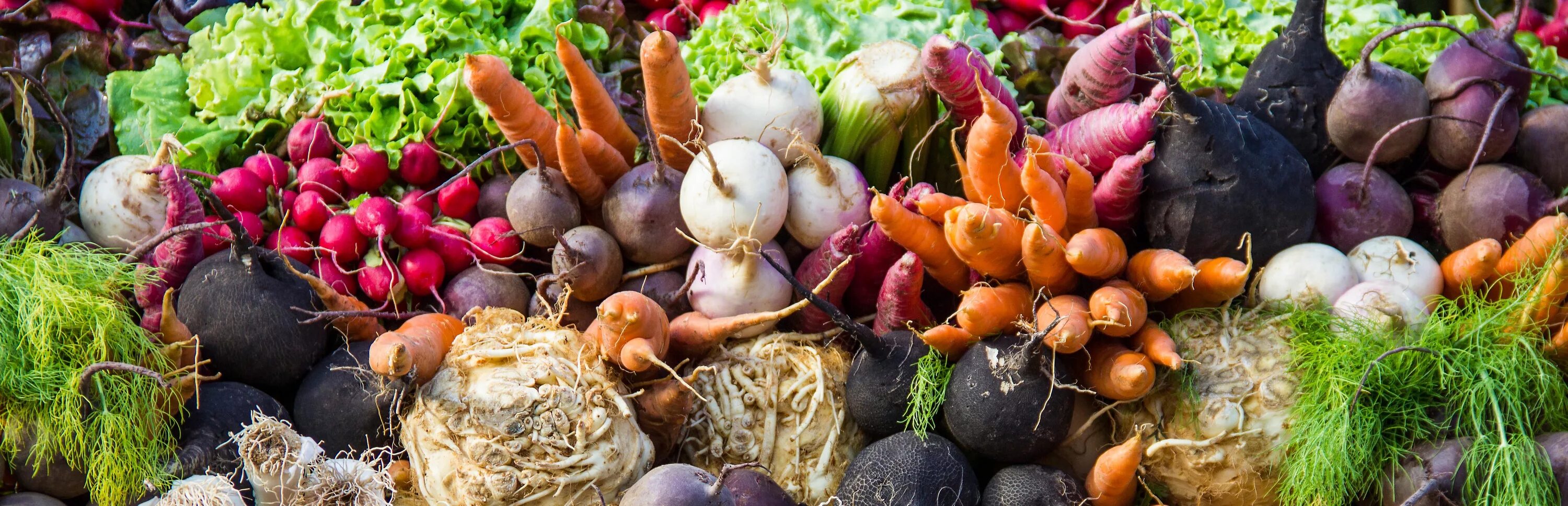 Лук является корнеплодом. Свекла брюква репа. Репа турнепс. Корнеплоды культурные растения. Картофель капуста морковь свекла лук.