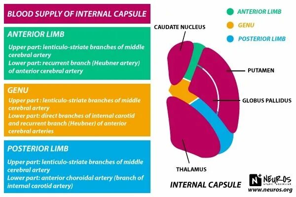 Www internal. Anterior Limb of Internal Capsule. Внутренняя капсула анатомия. Internal Capsule.