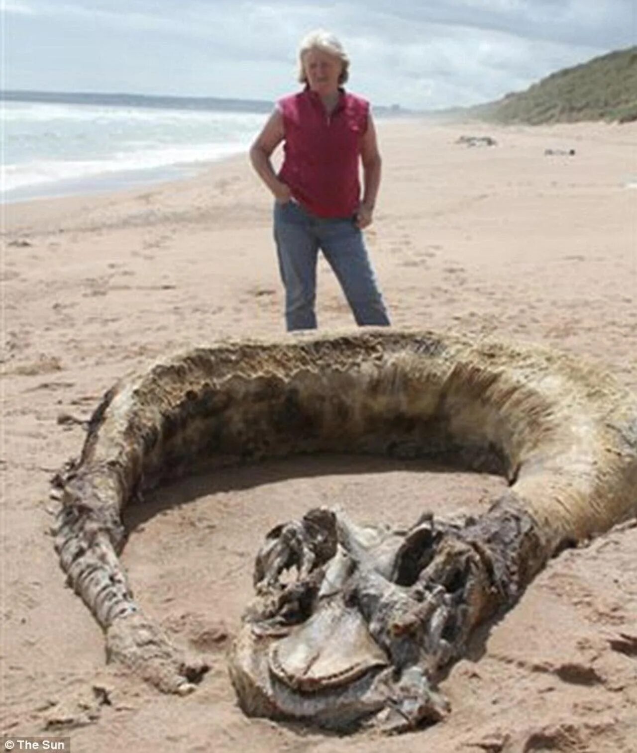 Неизвестные морские существа. Морские чудовища. Чудища найти