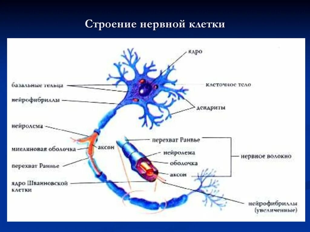 Укажите основные части нейрона и их функции. Схема строения нейрона. Основные функции частей нейрона. Подпишите основные части нейрона и их функции:.