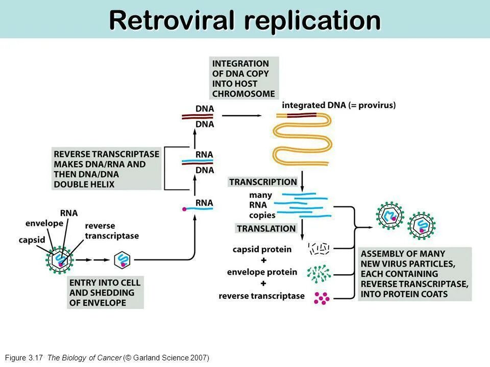 Ретровирус репликация. Replication DNA and RNA of viruses. Репликация РНК вирусов. RNA Replication in retroviruses.