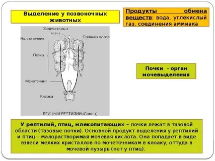 Продукты выделения