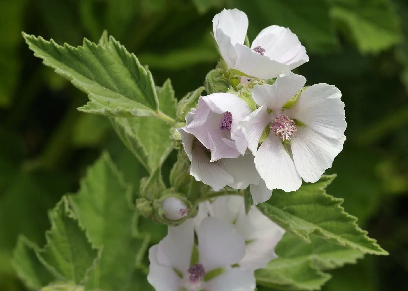 Алтей латынь. Алтей лекарственный (Althaea officinalis). Алтей лекарственный (Althaea officinalis l.). Алтей армянский (Althaea armeniaca). Просвирник Алтей.