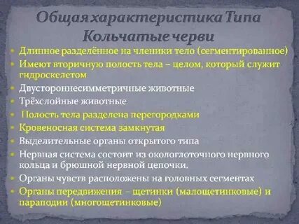 Общая характеристика кольчатых