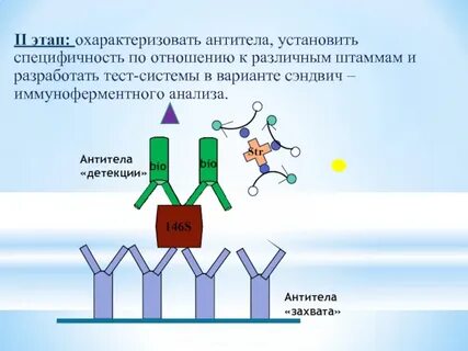 Специфичность антител активного центра