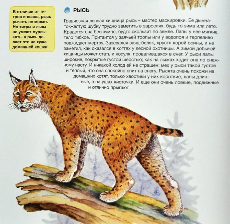 Рассказ о рыси. Энциклопедия животные Рысь. Энциклопедия про животных Рысь. Рысь энциклопедия для детей.