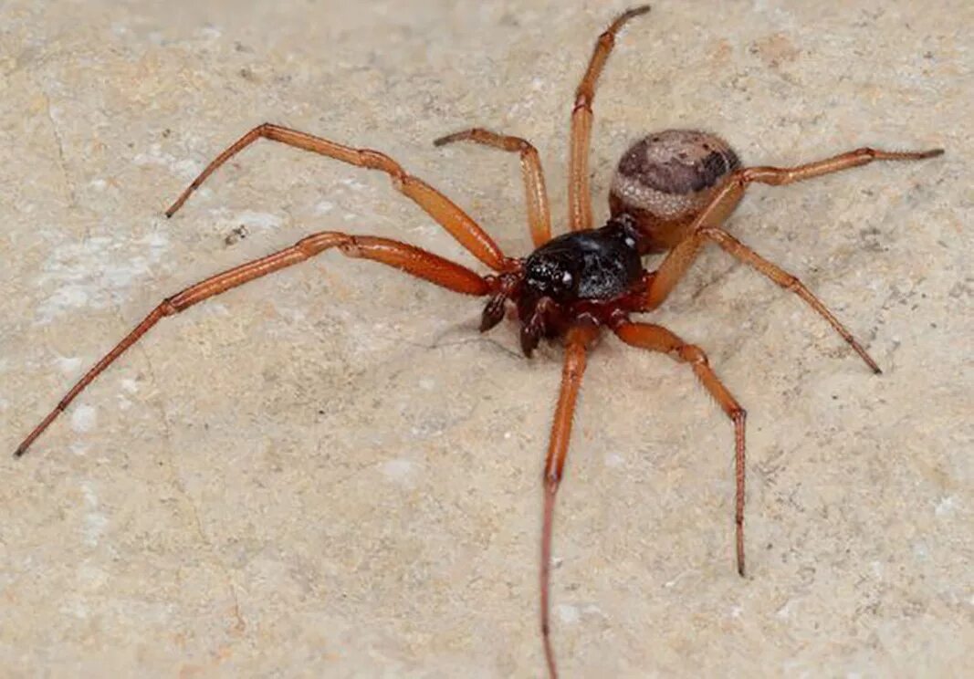 Паук стеатода ложная вдова. Steatoda Nobilis паук. Стеатода Пайкулля (ложный Каракурт. Стеатода паук коричневый. Ложная вдова