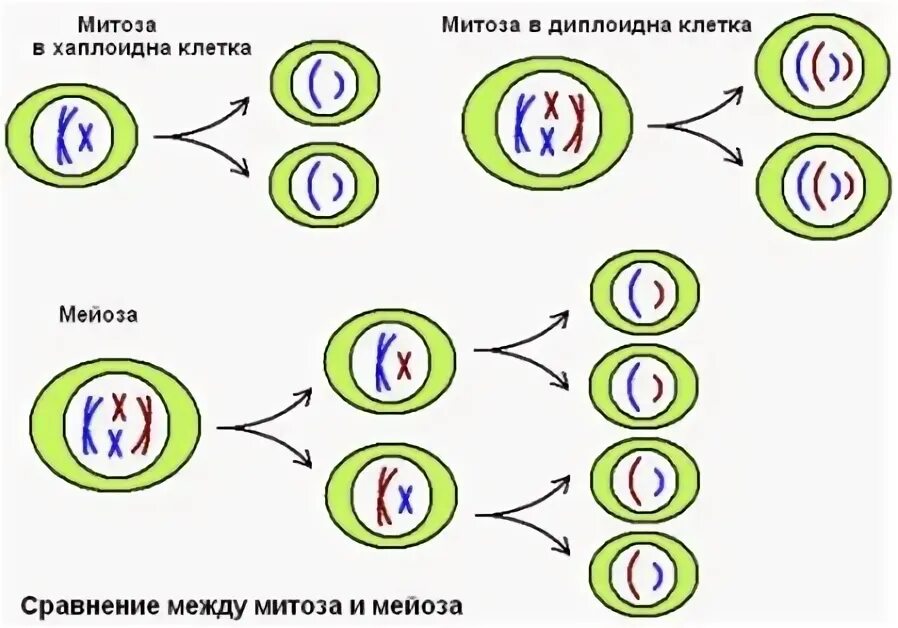 Клеточные гибриды. Гетерокарионы. Гетерокарион это в биологии. Гетерокарион картинки. Монокарион дикарион гетерокарион.