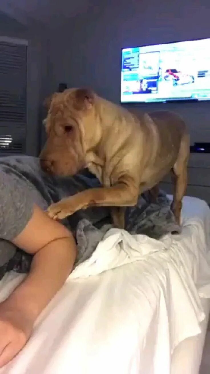 Humping женщина. Dog humping. Humping toys. Dog hump. Dog humps girl.