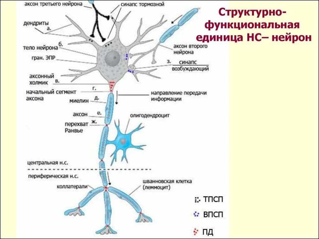 Импульс мозг аксон. Нейроны аксоны дендриты синапсы. Дендрит синапс Аксон тело нейрона порядок. Аксон дендрит синапс. Нейрон Аксон дендрит.