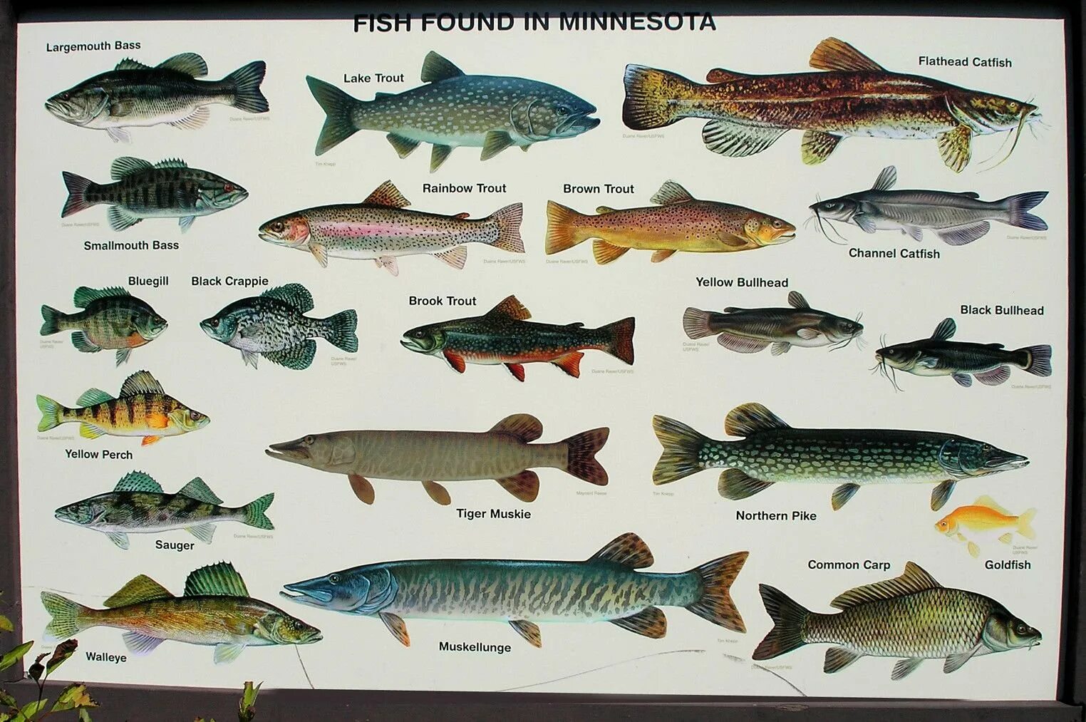 Черноземье Речная рыба. Пресноводная рыба Озерная Речная. Название речных и озерных рыб. Рыба в Волге.