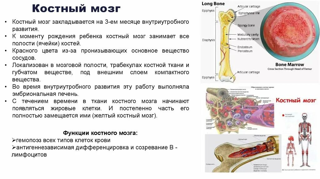 Красный костный мозг и желтый костный мозг. Функции красного и желтого костного мозга. Желтый костный мозг строение и функции. Функции желтого костного мозга в кости.