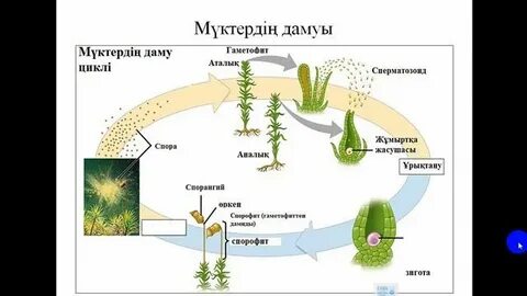 Видео порно категория жас