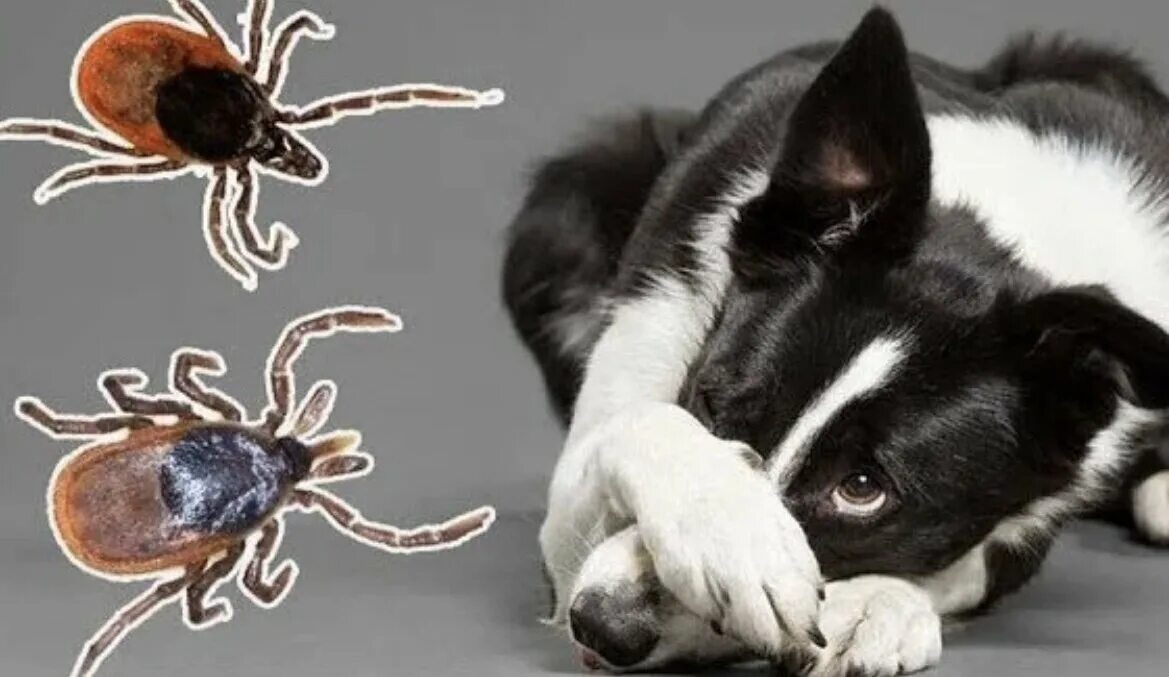Клещи и дикие животные. Клещ пироплазмоз у собак. Клещи опасные для животных.