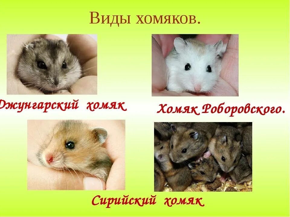 Хомяк роборовского: описание, уход и содержание, характер, стоимость, отличитель
