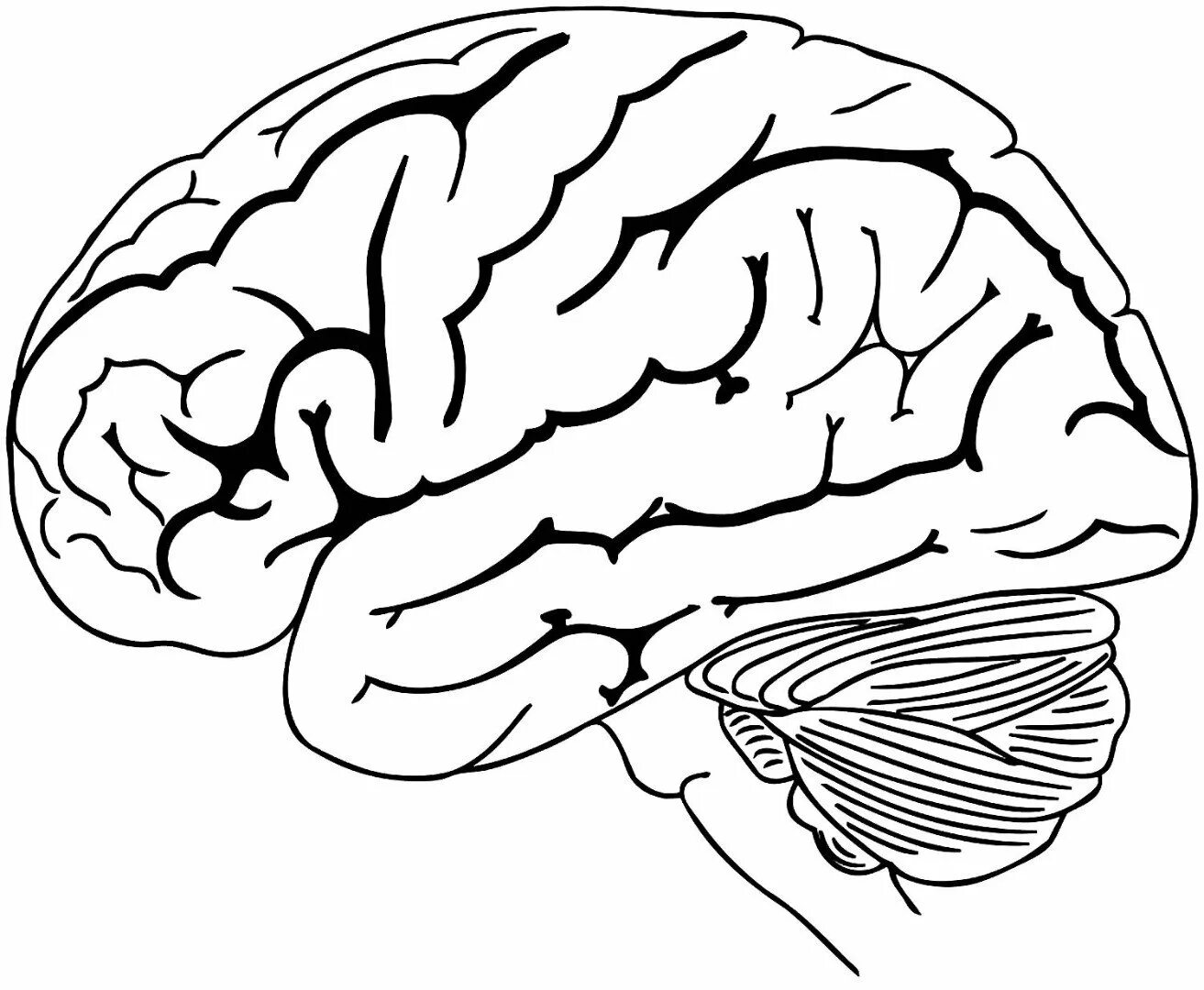 Большой мозг рисунок. Мозг контур. Мозг рисунок.