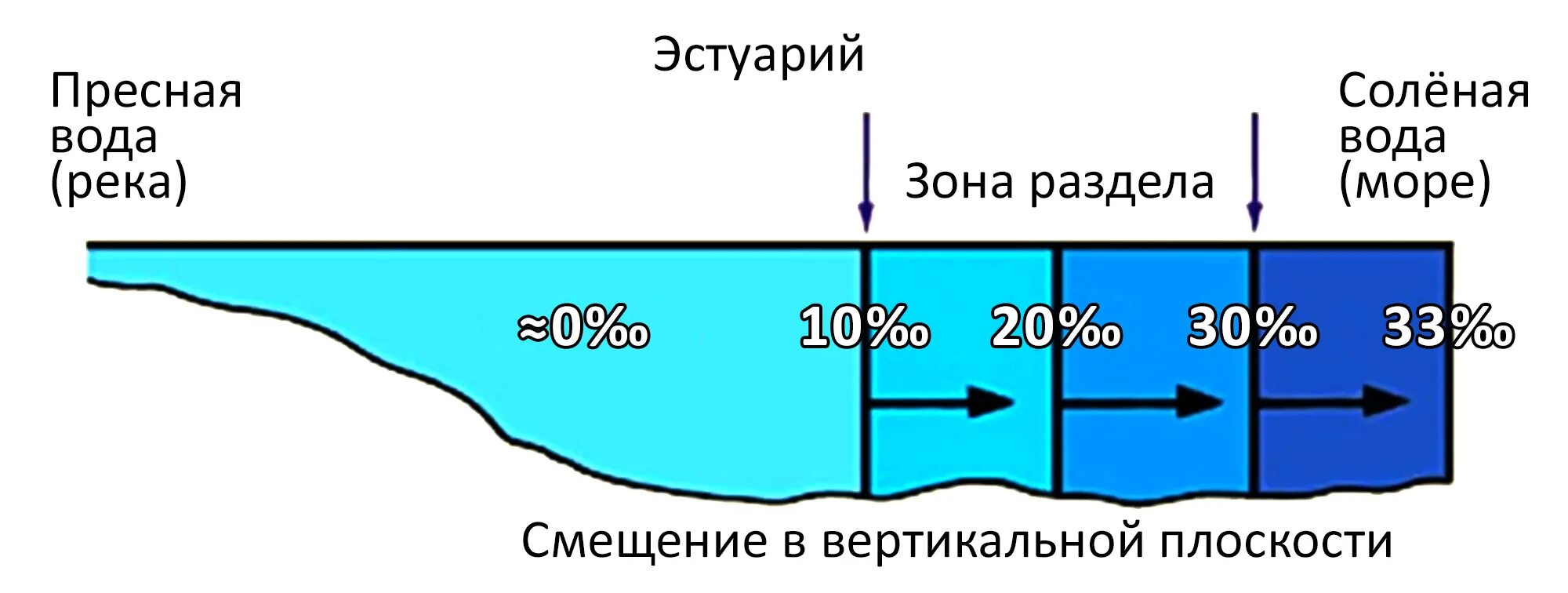 Почему вода в реке пресная. Разделение пресной и соленой воды. Пресная и соленая вода. Смешивание пресной и соленой воды. Граница соленой и пресной воды в океане.