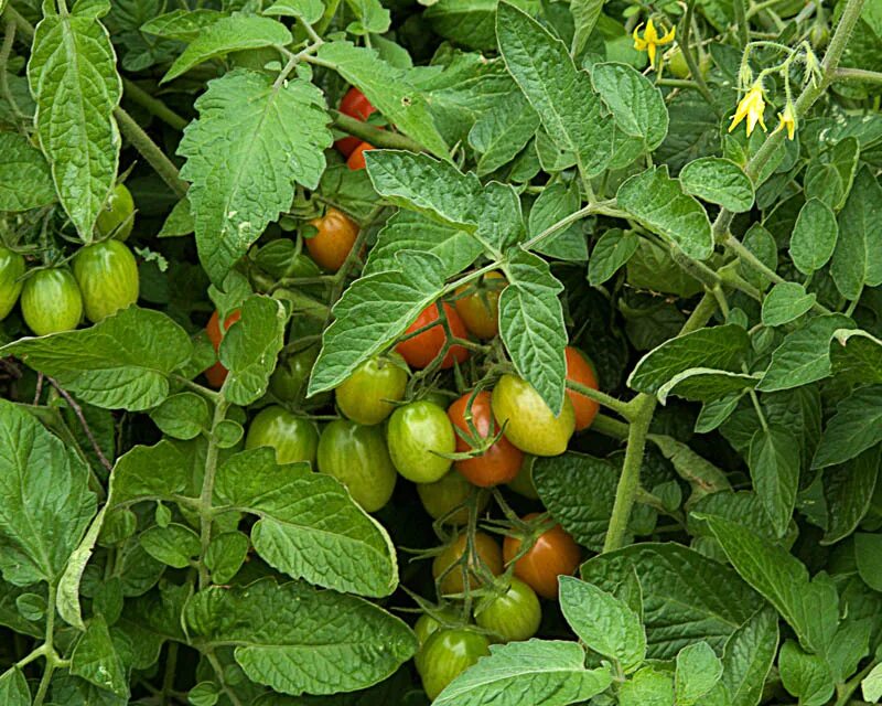 Томат (Solanum lycopersicum). Де Борау помидор. Томаты в открытом грунте в Подмосковье. Томаты не требующие пасынкования. Помидоры не требующие пасынкования