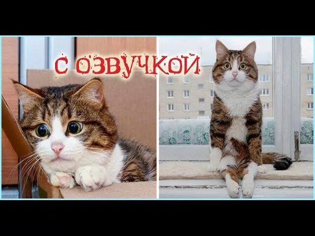 Включи приколы с озвучкой. Коты с озвучкой. Коты с озвучкой до слёз. Коты приколы с озвучкой. Приколы с котами с озвучкой до слёз.