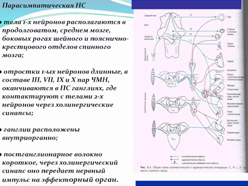 Схема вегетативной нервной системы преганглионарных волокон. Парасимпатическая нервная система тела нейронов лежат. Узлы парасимпатической нервной системы. Парасимпатическая нервная система тела нейронов лежат. Сравнение парасимпатической и симпатической нервной системы схема.