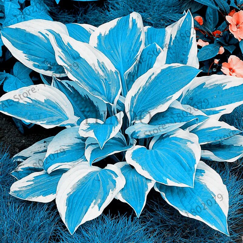 хоста гибридная адорабл. хоста грин фонтейн. хоста гибридная вайт фезер. хоста моэрхем. хоста куст.