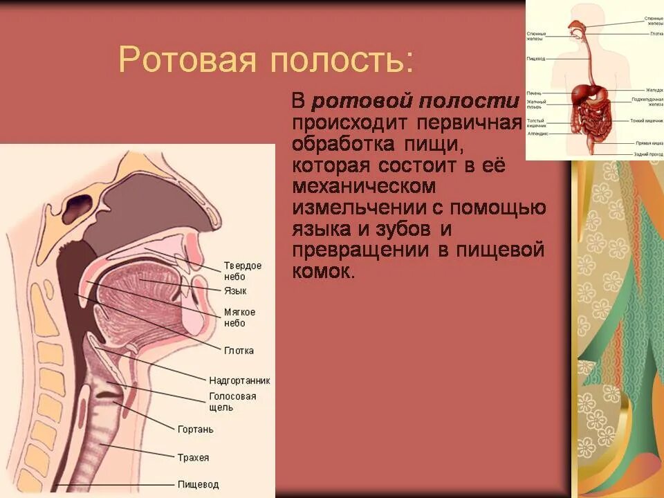 Через рот как называется. В ротовой полости происходит. строение пищеварительной системы ротовая полость. процессы происходящие с пищей в ротовой полости.