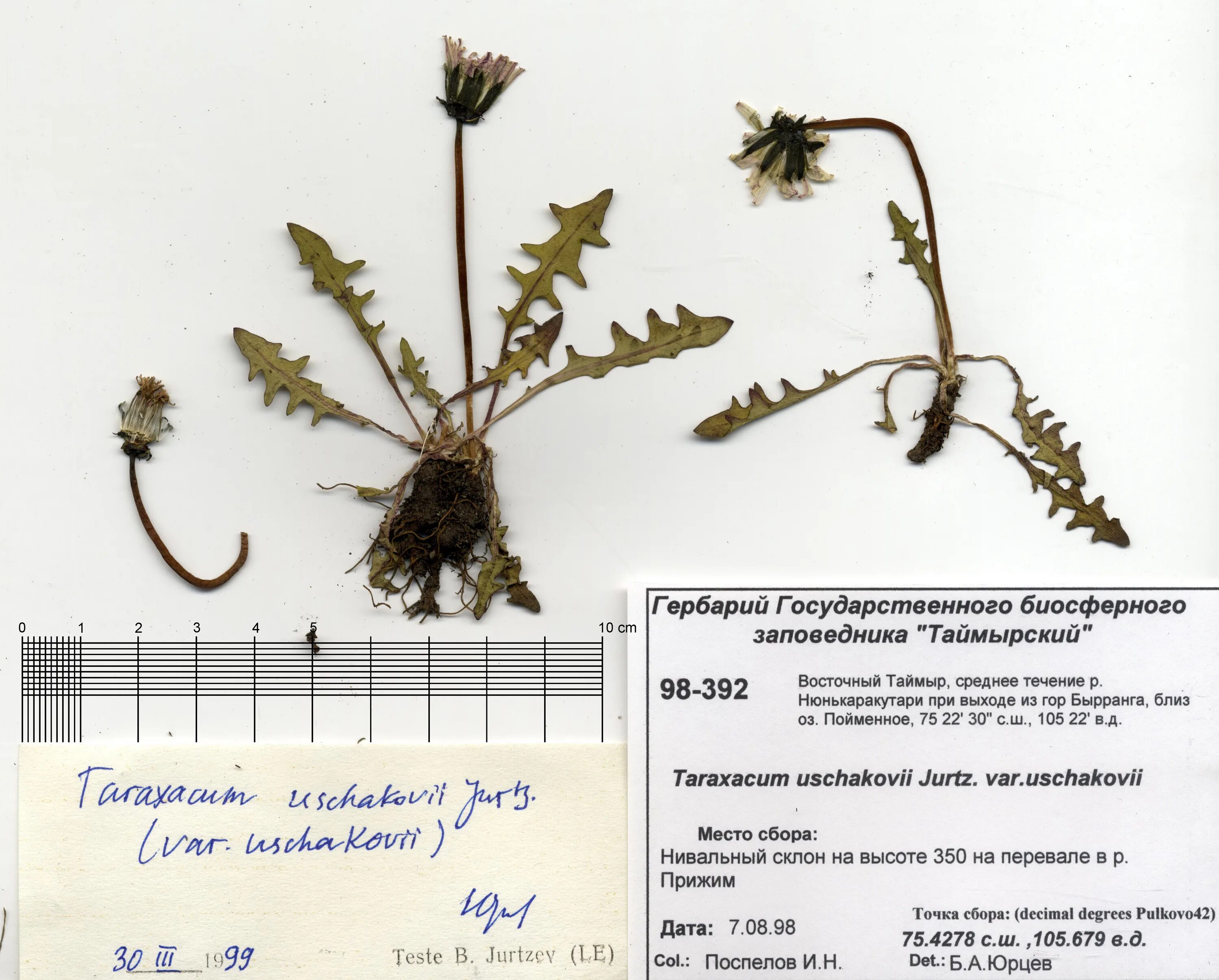 Какие растения собрать для гербария. Одуванчик Ушакова Taraxacum uschakovii. Одуванчик гербарий. Гербарий образец. Гербарии растений.