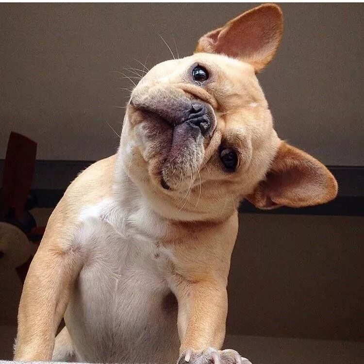 Смешные бульдоги фото. Слюнявый французский бульдог. смешные бульдожки. смешные бульдожки французские. французский бульдог приколы.