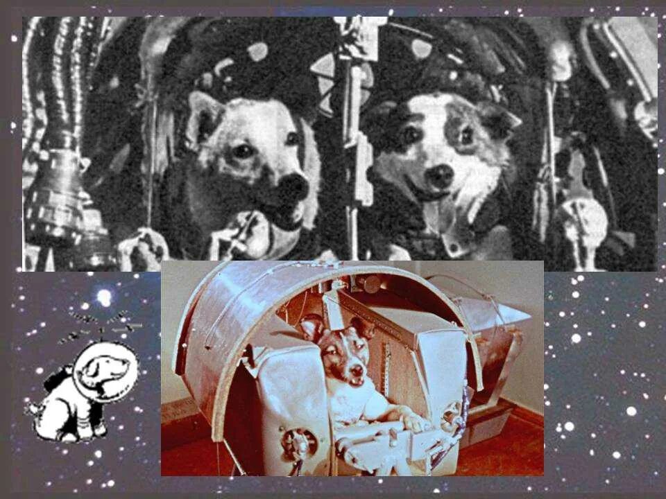 Картинка белка и стрелка в космосе. Корабль Восток белка и стрелка. Полет собак в космос белка и стрелка. Белка и стрелка полёт в космос 1958. Белка и стрелка первые собаки в космосе.