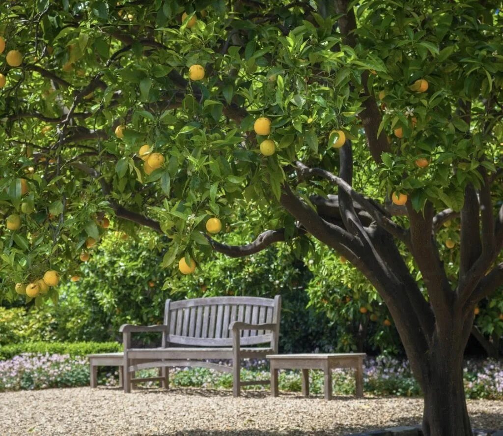 Фруктовый лес. Лимонные деревья Позитано. Фруктовые деревья для сада. Плодовый сад. Апельсиновое дерево.