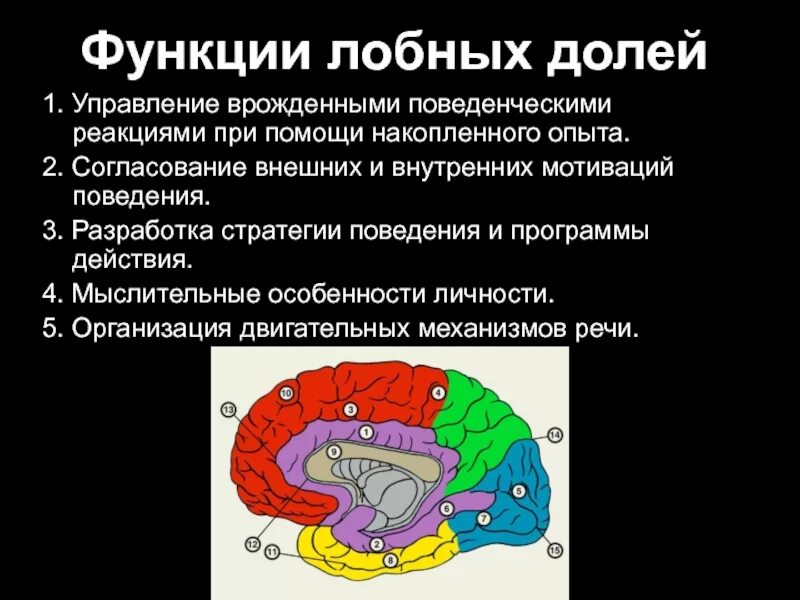 Развитие долей мозга. Функции коры лобной доли. Функции лобной доли головного мозга.