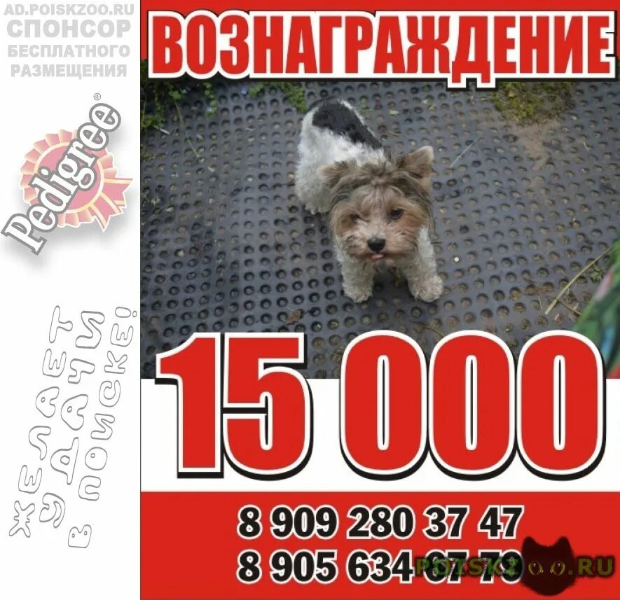 Пропала собака ярославль. Потерялась собака Ярославль. Пропала собака г Ярославль.