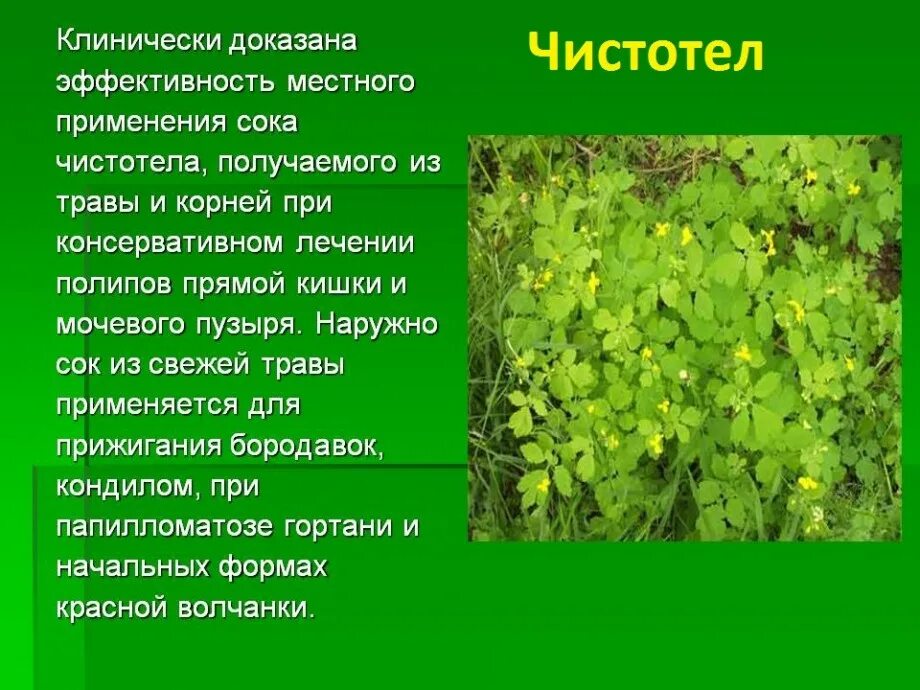 Чистотел внутрь от чего. Чистотел. лечебные растения чистотел. чистотел применяется при. чистотел растение сок.