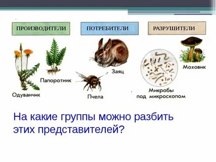 Название организмов потребителей
