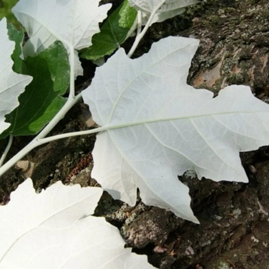 Лист белый с обратной стороны. Тополь серебристый лист. Тополь белолистка. Populus Alba Тополь белый. Тополь серебристый дерево.